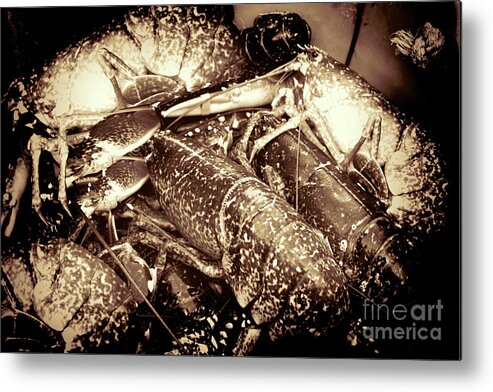 Lobsters Metal Print featuring the photograph Lobster Catcher by Stephen Melia