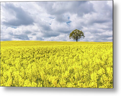 Rape Metal Print featuring the photograph Lone Beauty by Nick Bywater