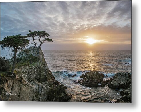 Lone Cypress Metal Print featuring the photograph Lone Cyress by Bill Roberts