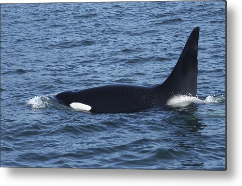 Orca Alaska Sealife Marine Mammal Animal Metal Print featuring the photograph Lone Orca by Harold Piskiel