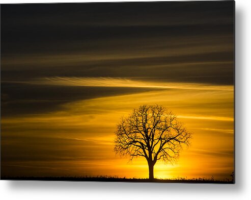 Lone Tree Metal Print featuring the photograph Lone Tree - 7061 by Steve Somerville