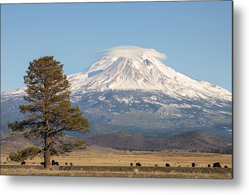 Loree Johnson Metal Print featuring the photograph Lone Tree and Mount Shasta by Loree Johnson