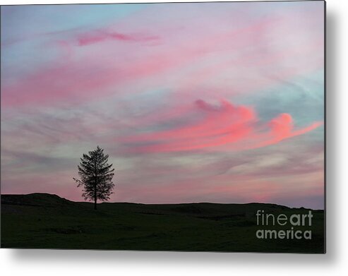Tree Metal Print featuring the photograph Lone Tree Sunset by Alexis Manson