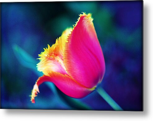 Floral Metal Print featuring the photograph Lone Tulip by Susie Weaver