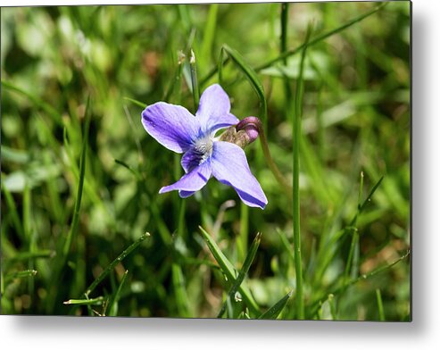 Flower Metal Print featuring the photograph Lonely Flower by David Stasiak