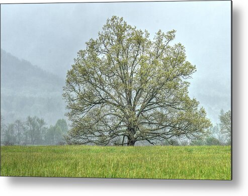 Tree Metal Print featuring the photograph Lonesome Tree by Blaine Owens