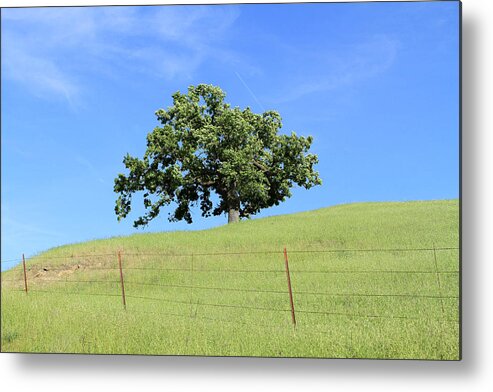 Stand Alone Tree Metal Print featuring the photograph Lonesome Tree by Karen Ruhl