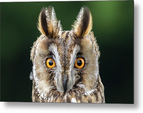 Long Eared Owl Metal Print featuring the photograph Long Eared Owl 1 by Nigel R Bell