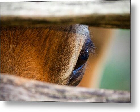 Cow Metal Print featuring the photograph Long Lashes by Lara Morrison