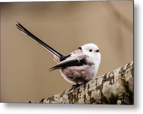 Long-tailed Tit Metal Print featuring the photograph Long-tailed tit wag the tail by Torbjorn Swenelius