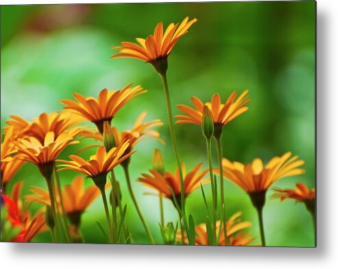 Daisies Metal Print featuring the photograph Longing by Robin Webster