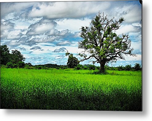Tree Metal Print featuring the photograph Lonley Tree by Galeria Trompiz