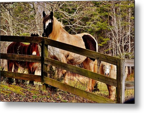 Horses Metal Print featuring the photograph Look At Me by Eileen Brymer