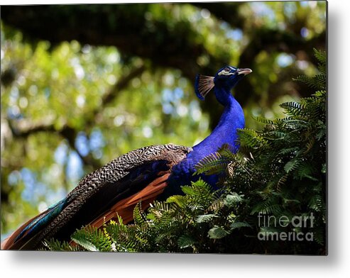 Peacock Metal Print featuring the photograph Look Up by Julie Adair