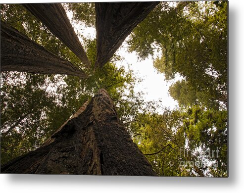 Redwoods Metal Print featuring the photograph Look Up Way Up by Vivian Christopher