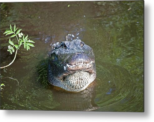 Alligator Metal Print featuring the photograph Looking at Dinner by Kenneth Albin