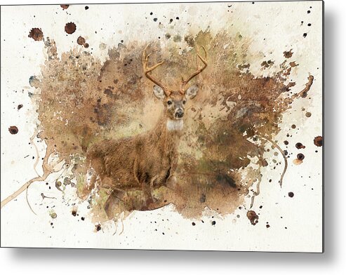 Jai Johnson Metal Print featuring the photograph Looking for Her Deer Art by Jai Johnson
