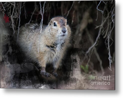 Arctic Ground Squirrel Metal Print featuring the photograph Looking Out of His Hole by Eva Lechner