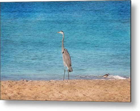 Great Blue Heron Metal Print featuring the photograph Looking Out To Sea by Kim Hojnacki