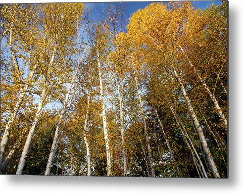 Rangeley Metal Print featuring the photograph Looking up by Darryl Hendricks