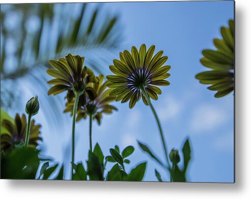 Daisies Metal Print featuring the photograph Looking Up by Keith Hawley