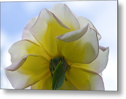 Loree Johnson Metal Print featuring the photograph Looking up by Loree Johnson