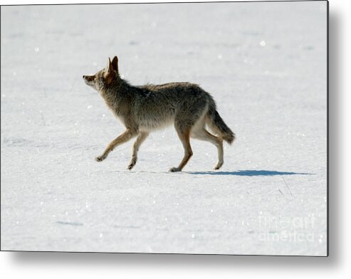 Coyote Metal Print featuring the photograph Looking up by Michael Dawson