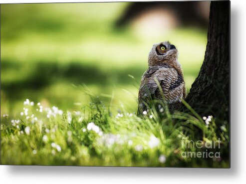Great Horned Owl Metal Print featuring the photograph Looking up by Rudy Viereckl