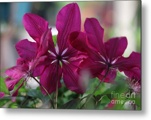 Flowers Metal Print featuring the photograph Looking up by Yumi Johnson