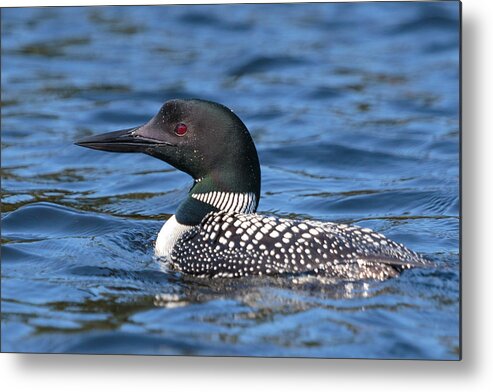 Boundary Waters Metal Print featuring the photograph Loon Close UP by Paul Schultz