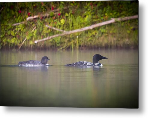 Loons Metal Print featuring the photograph Loons 1 by Vance Bell