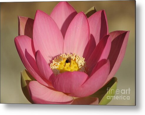Lotus Metal Print featuring the photograph Lotus And Bee by Catherine Lau