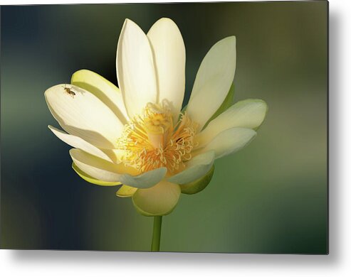 Lotus Yellow Buddhist Flower Water Bee Animal Metal Print featuring the photograph Lotus beauty by Carolyn D'Alessandro
