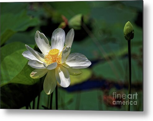 Lotus Metal Print featuring the photograph Lotus Blossom by Paul Mashburn