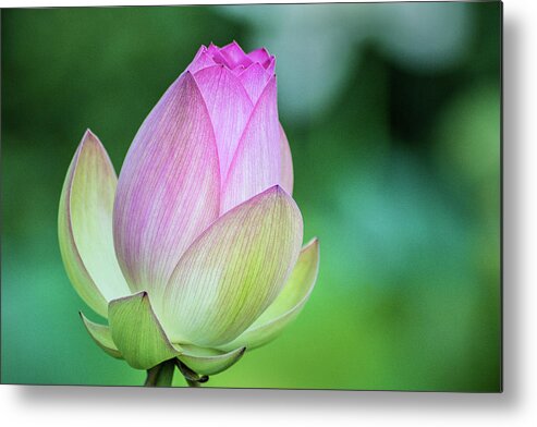 Lotus Metal Print featuring the photograph Lotus Bud by Don Johnson