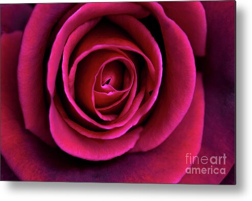 Rose Metal Print featuring the photograph Love is a Rose by Linda Lees