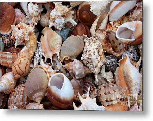 Shells Metal Print featuring the photograph Lovely Seashells by Carol Groenen