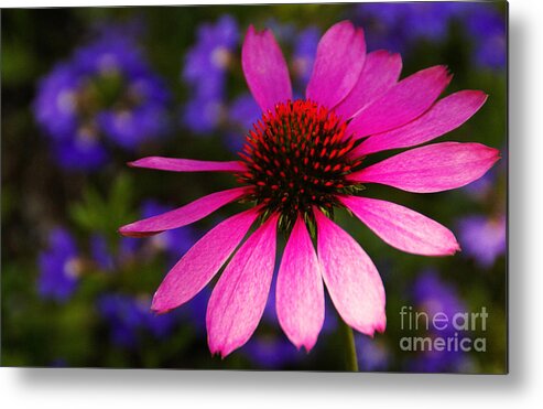 Flower Metal Print featuring the photograph Loves Me Loves Me Not by Linda Shafer
