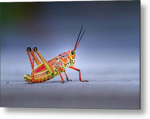 Grasshopper Metal Print featuring the photograph Lubber Grasshopper by Mark Andrew Thomas