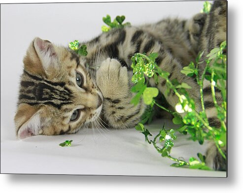 Bengal Metal Print featuring the photograph Lucky Kitten by Shoal Hollingsworth