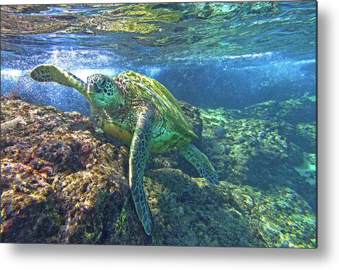 Maui Hawaii Black Rock Turtle Ocean Creature Fine Art Photography Metal Print featuring the photograph Lunch Time by James Roemmling