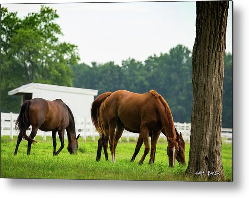 Horses Metal Print featuring the photograph Lunch Time by Walt Baker