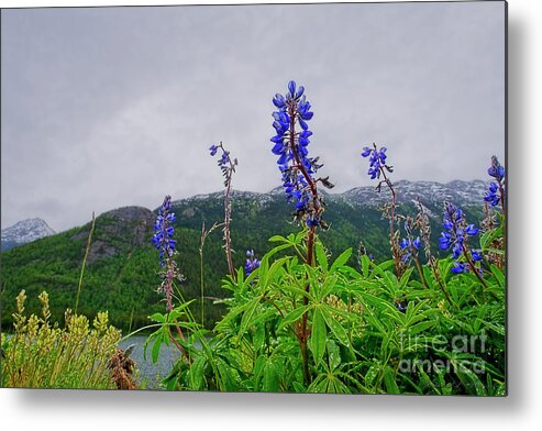 Lupines Metal Print featuring the photograph Lupine and Mountains by David Arment
