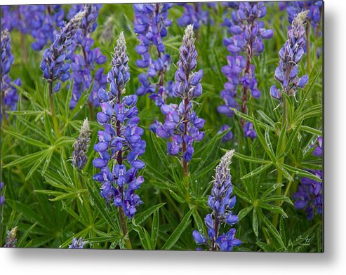 Lupine Metal Print featuring the photograph Lupine Wildflowers by Aaron Spong