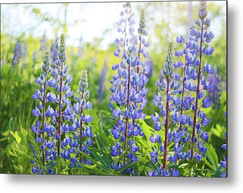 Lupines Metal Print featuring the photograph Lupines by Holly Ross