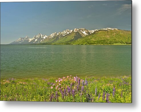 Grand Teton National Park Metal Print featuring the photograph Lupines in the Tetons by Don Mercer