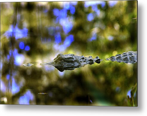 Gator Metal Print featuring the photograph Lurking by Keith Lovejoy