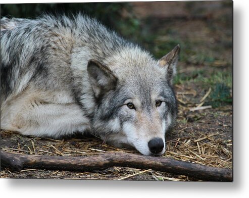 Wolf Metal Print featuring the photograph Lying in Wait by Laddie Halupa
