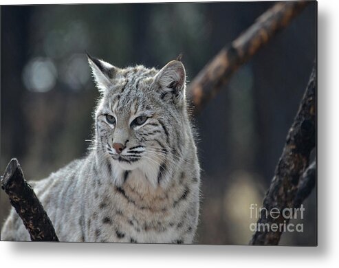 Bobcat Metal Print featuring the photograph Lynx With a Very Unhappy Face by DejaVu Designs