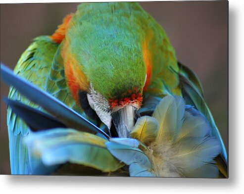 Macaw Metal Print featuring the photograph Macaw by Anita Parker